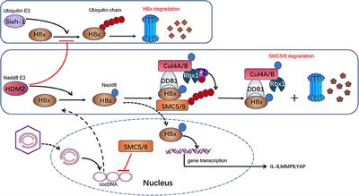 Neddylation: A Versatile Pathway Takes on Chronic Liver Diseases